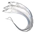 Ribbonfish W R  ASIAN CHOICE on Sale