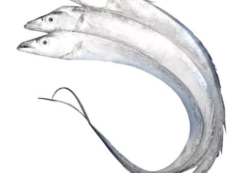 Ribbonfish W R  ASIAN CHOICE on Sale