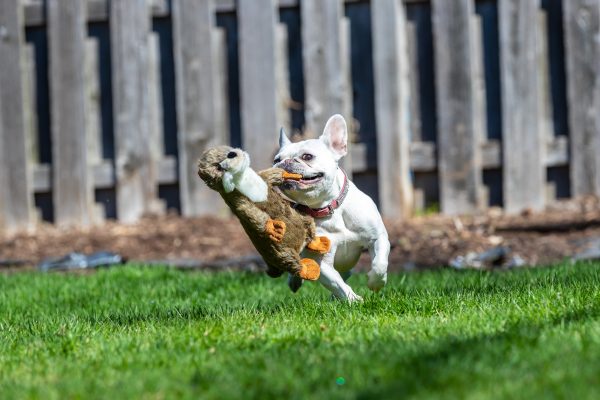 Fluff & Tuff - Harry the Otter Toy Hot on Sale