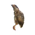 Savage Cat - Split Quail (Local Delivery Only) Sale