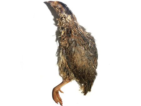 Savage Cat - Split Quail (Local Delivery Only) Sale