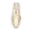 The Rabbit Tap - Dehydrated Rabbit Head Sale