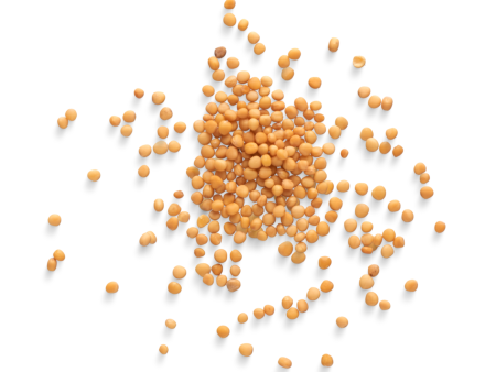 MUSTARD YELLOW SEEDS BULK For Discount