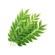 Curry Leaves Sale