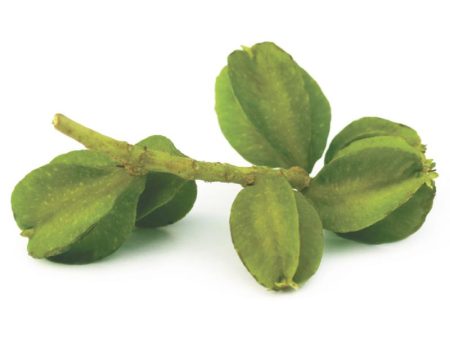 Arjuna Powder (Terminalia Arjuna) on Sale