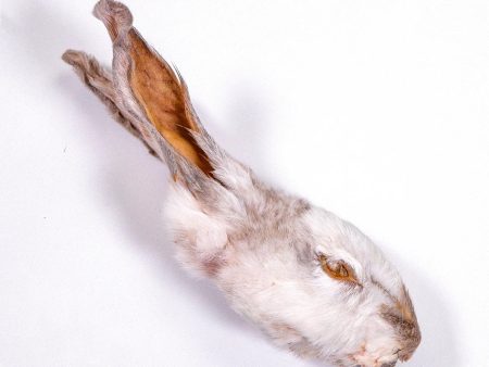 The Rabbit Tap - Dehydrated Rabbit Head Sale