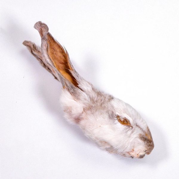 The Rabbit Tap - Dehydrated Rabbit Head Sale