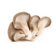 Oyster Mushroom 200g For Cheap