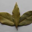 Bay Leaf Sale