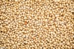 White Sorghum Online