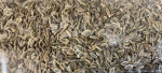 Dill Seeds   Suva Online