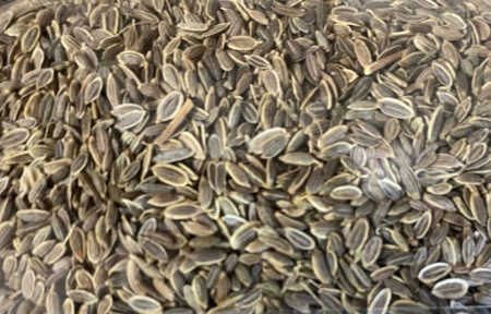 Dill Seeds   Suva Online