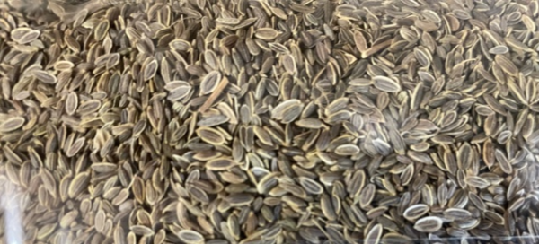 Dill Seeds   Suva Online